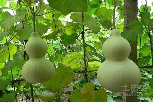 蒲瓜和葫芦瓜怎么吃,蒲瓜与葫芦瓜的多样食法探索